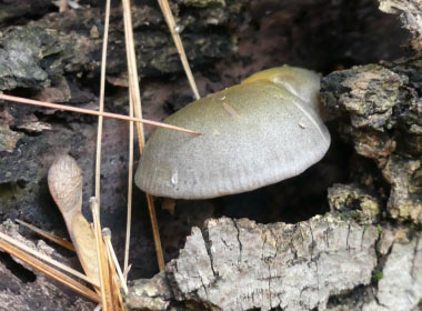 Panellus serotinus 